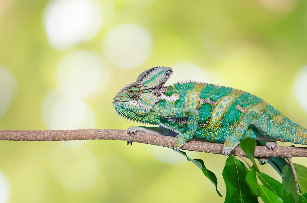 Camoufleren – doen alsof je geen autisme hebt